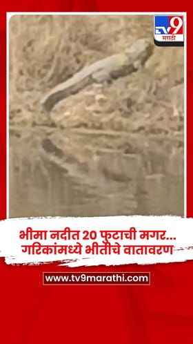 भीमा नदीत 20 फुटाची मगर... गरिकांमध्ये भीतीचे वातावरण