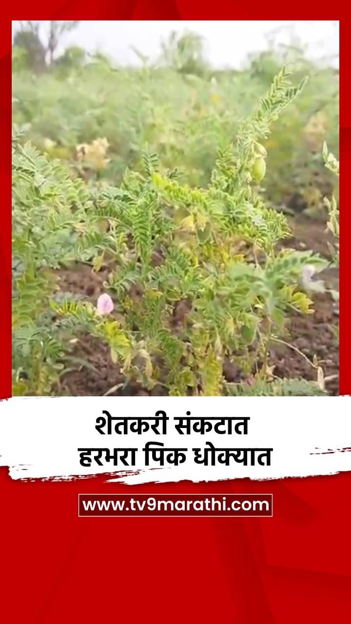 शेतकरी संकटात हरभरा पिक धोक्यात