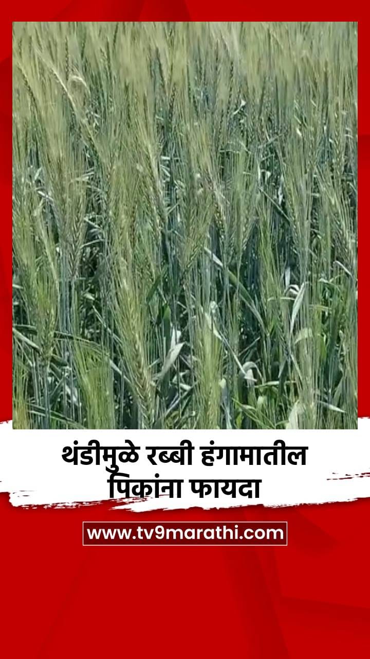 थंडीमुळे रब्बी हंगामातील पिकांना फायदा