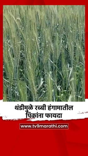 थंडीमुळे रब्बी हंगामातील पिकांना फायदा.