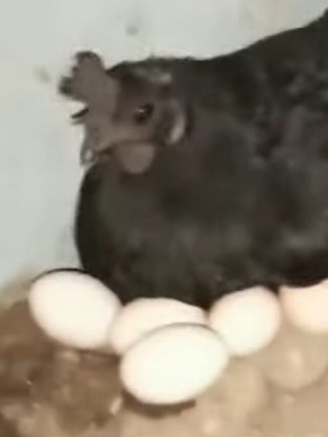 वर्षाला 80 अंडी देते, या कोंबडीच्या मांसाने बनतात औषधे, कोणती ही कोंबडी ?