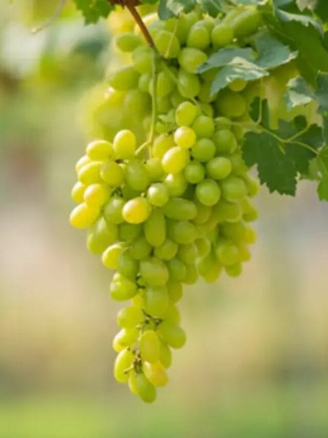 आरोग्यासाठी द्राक्षे किती गुणकारी… होतील अनेक फायदे