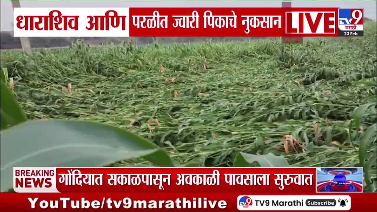 धाराशिव आणि परळीत अवकाळी पावसाचा कहर! ज्वारी पिकाचे नुकसान
