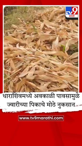 धाराशिवला अवकाळीचा तडाखा, काढणीला आलेली ज्वारी भिजली, शेतकरी हवालदिल