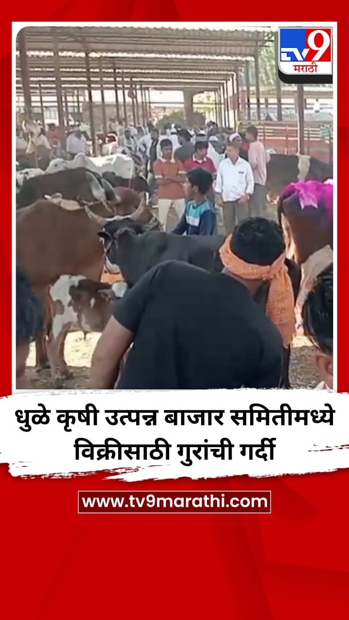 धुळे कृषी उत्पन्न बाजार समितीमध्ये विक्रीसाठी गुरांची गर्दी