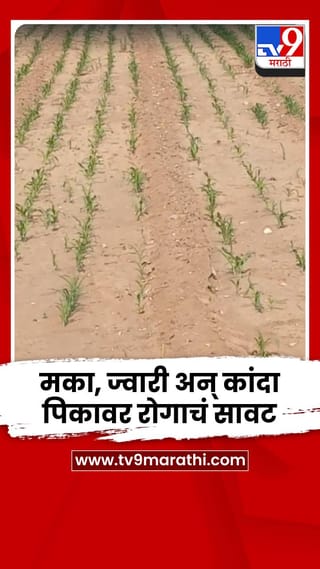 मका, ज्वारी, कांदा पिकांवर रोगाचं सावट; धास्तावला बळीराजा