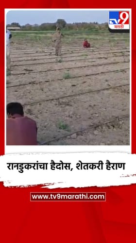 रानडुकरांचा हैदोस, धुळे तालुक्यातील शेतकर्‍याचे नुकसान