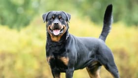 इथं आवडीने खाल्लं जातं कुत्र्याचं मांस, नेमका कोणता आजार होण्याच धोका.