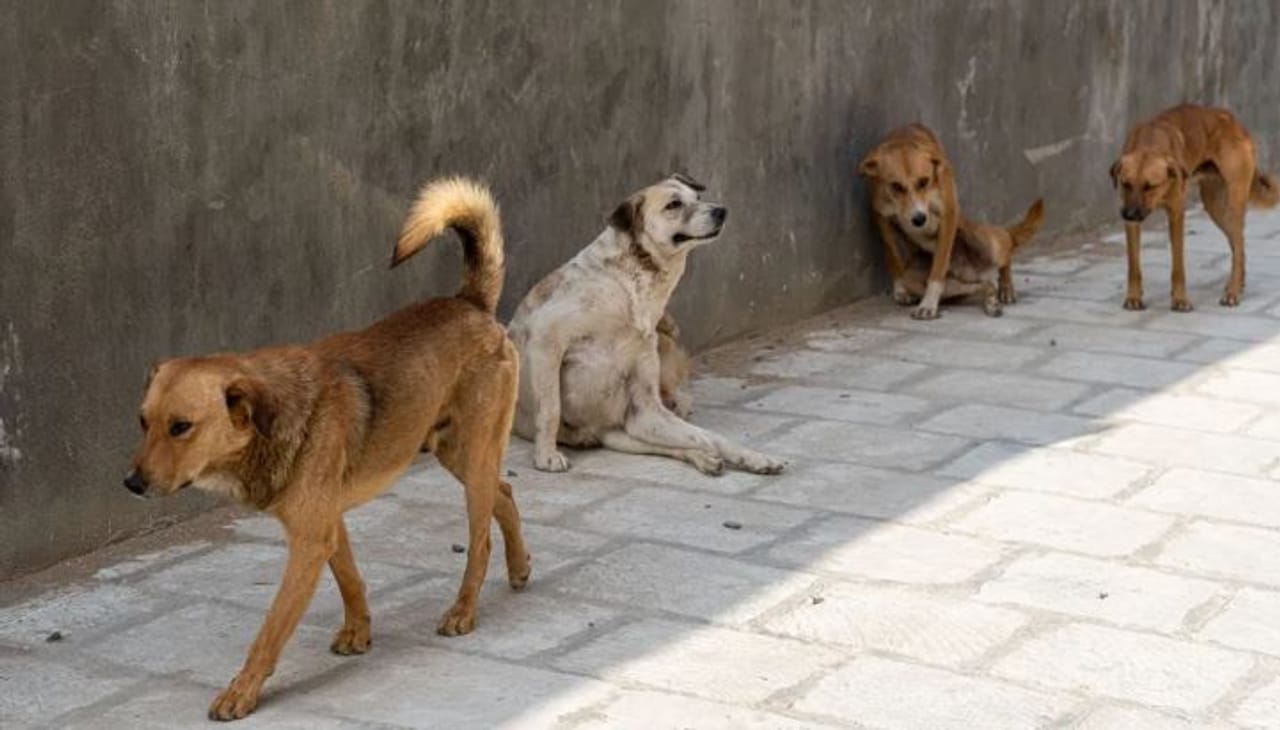 अनेक ठिकाणी कुत्र्याचं मांस आवडीने खाल्लं जातं. परंतु काही ठिकाणी कुत्र्याचे मांस खाण्याला विरोध केला जातो. सामाजिक दृष्टीने कुत्र्याचे मांस खाणे हे चुकीचे मानले जाते. परंतु अजूनही काही देशांत गेल्या अनेक वर्षांपासून स्थानिक लोक अशा प्रकारचे मांस खातात.