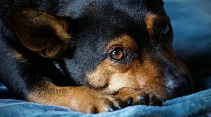 त्यामुळे कुत्र्याचे मांस खाल्ल्याने नेमकं काय होऊ शकतं? त्याला विरोध का होतो ते जाणून घेऊ या. कुत्र्याचे मांस खाल्ले तर अनेक गंभीर आजार होऊ शकतात असे मानले जाते. रेबिज हा यात पसरणारा प्राणघातक आजार आहे. 