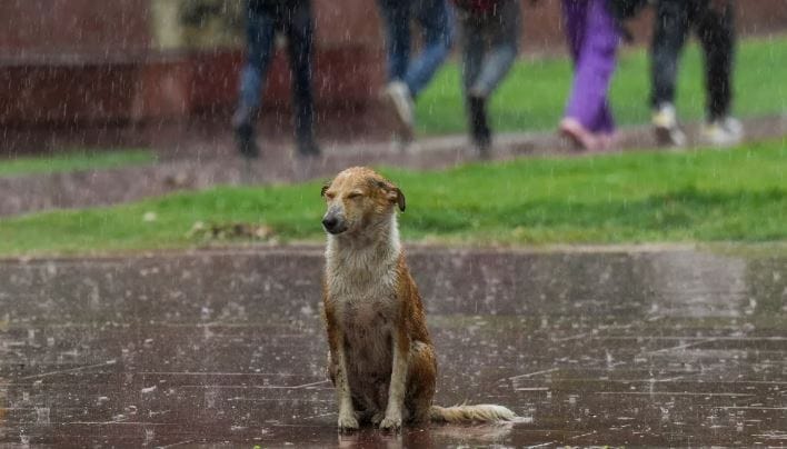 नायजेरीया, व्हिएतनाम या देशांतही काही ठिकाणी हे मांस खाल्ले जाते. येथे पारंपरिक डिश म्हणून हे मांस आवडीने खाल्ले जाते. दक्षिण कोरिया, उत्तर कोरिया, इंडोनेशिया, आफ्रिका इथेही कुत्र्याचे मांस खाल्ले जाते. कंबोडिया, लाओस, फिलिपिन्स, स्वित्झर्लंड येथे काही प्रमाणात हे मांस खाल्ले जाते. 