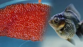 या माशाचे अंडे सर्वात महाग, तब्बल 30 लाख रुपयांना...नाव काय?.