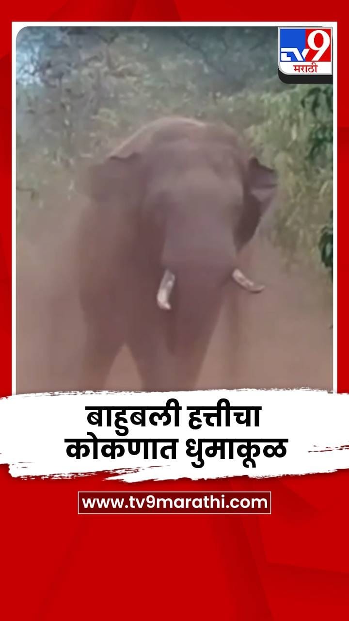 बाहुबली हत्तीचा कोकणात धुमाकूळ, ग्रामस्थांमध्ये भीतीचं वातावरण