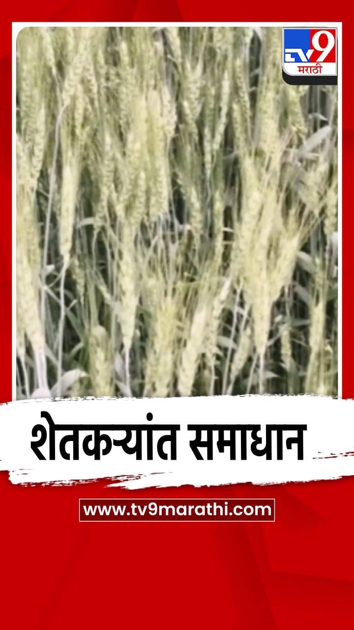 मुक्ताईनगरात चार हजार हेक्टरवर गव्हाची लागवड