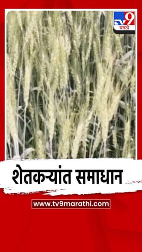 मुक्ताईनगरात चार हजार हेक्टरवर गव्हाची लागवड.