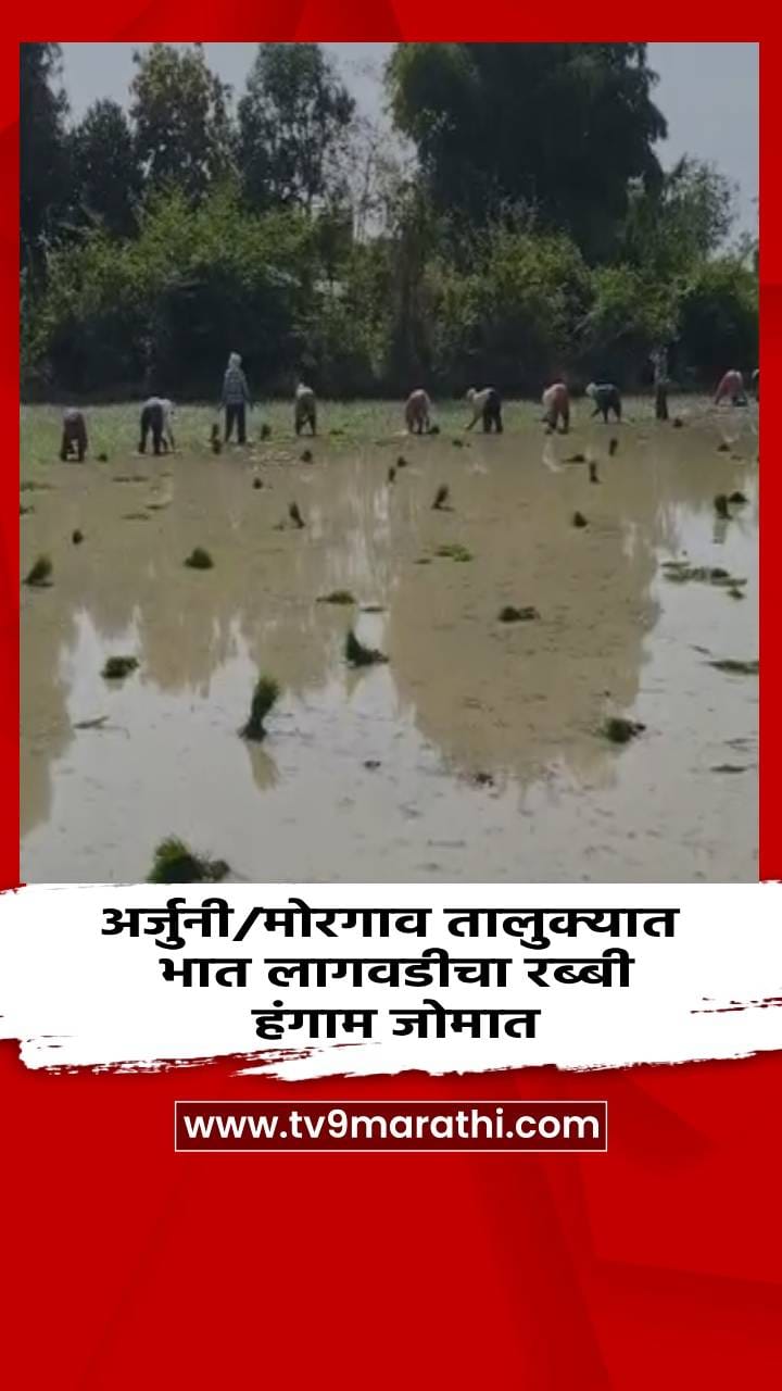 अर्जुनी/मोरगाव तालुक्यात भात लागवडीचा रब्बी हंगाम जोमात