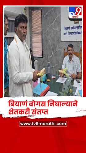 मका पिकाचं बियाणं बोगस, शेतकरी संतप्त, कृषी अधीक्षकांकडे घेतली धाव.