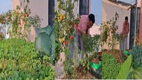 प्राध्यापकाचा अनोखा प्रयोग, छतावर फुलविली 'विषमुक्त' पालेभाज्यांची बाग.