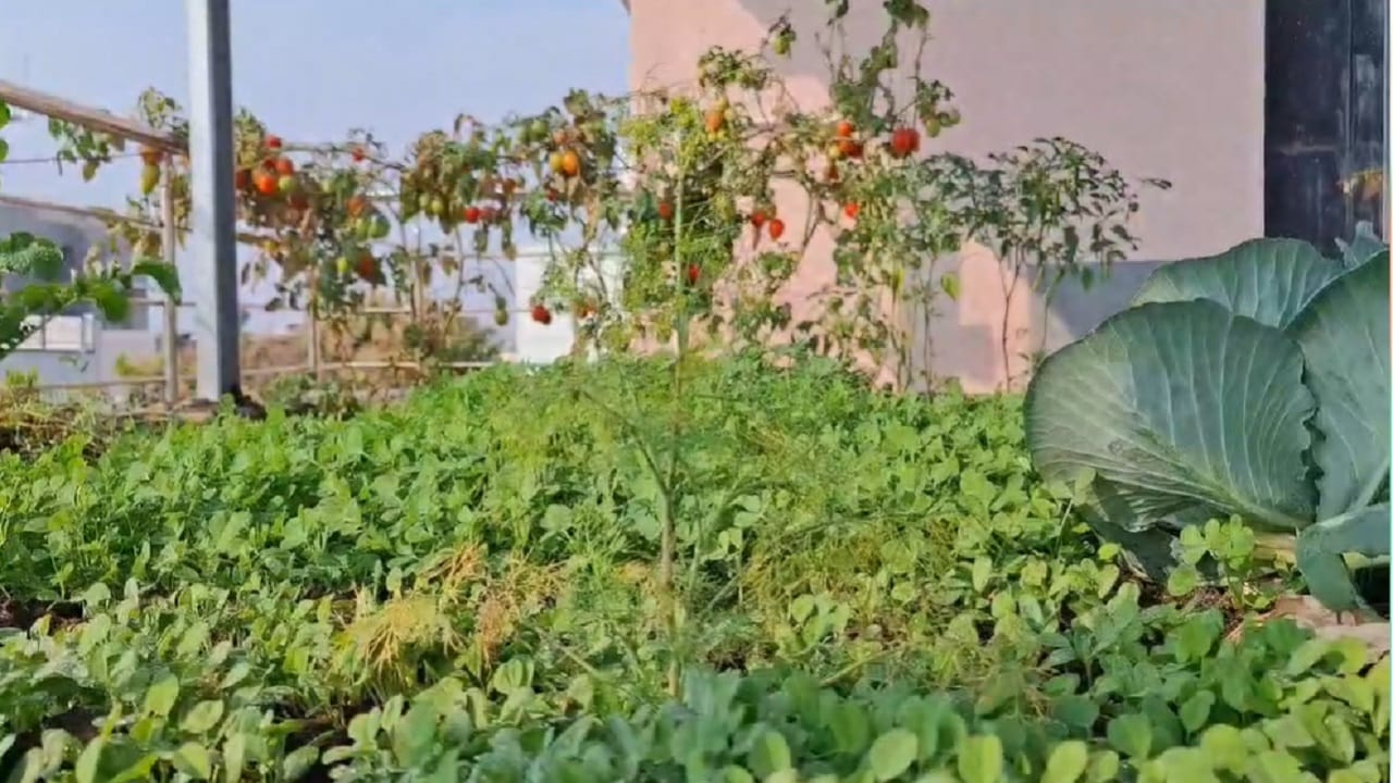 अंबाजोगाई शहरातील स्वामी रामानंद तीर्थ महाविद्यालयातील सहाय्यक प्राध्यापक डॉ. राम बडे यांनी आपल्या घराच्या छतावर शेतीचा यशस्वी प्रयोग राबवून एक नवा आदर्श निर्माण केला आहे. शेतीसाठी त्यांचा प्रयोग एक उत्तम उदाहरण ठरत आाहे.