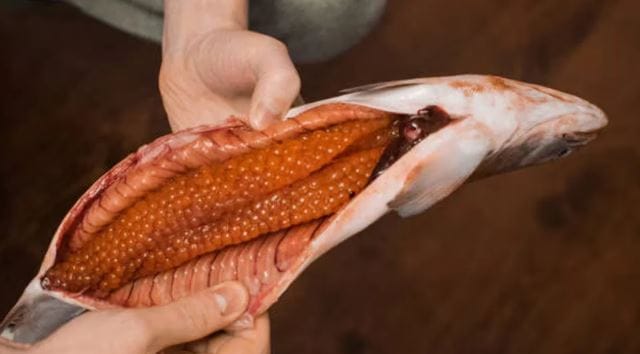 पृथ्वीवर अनेक प्रकारचे थक्क करणारे चमत्कार आहेत. काही गोष्टी तर अशा आहेत, की त्यांचे गूढ अजूनही समजू शकलेले नाही. समुद्रातील जीवन तर अधिकच रहस्यमयी आहे. सागरात वेगवेगळ्या प्रकारचे मासे असतात. असाच एक दुर्मिळ मासा आहे, ज्याची अंडी खूपच महाग आहेत. 