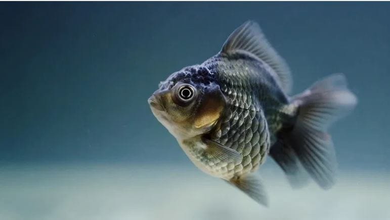 दुसरं कारण म्हणजे या जातीतील एक मासा मॅच्युरिटीपर्यंत येण्यासाठी 20 चे 100 वर्षे लागू शकतात. साधारण 20 ते 100 वर्षांपर्यंत या माशांची देखभाल करावी लागते म्हणूनच या माशांच्या अंड्यांची किंमत खूप जास्त असते.