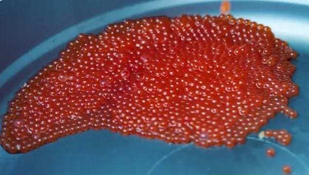  माशांच्या अंड्यांपासून तयार करण्यात येणारे अल्मास केव्हियार हे हातापासून तयार केले जाते. म्हणूनही त्याची किंमत जास्त असते. कधीकधी सर्वाधिक महाग असलेले केव्हियार 24 कॅरेट गोल्ड प्लेटेड कंटेनरमध्ये पाठवले जाते. 