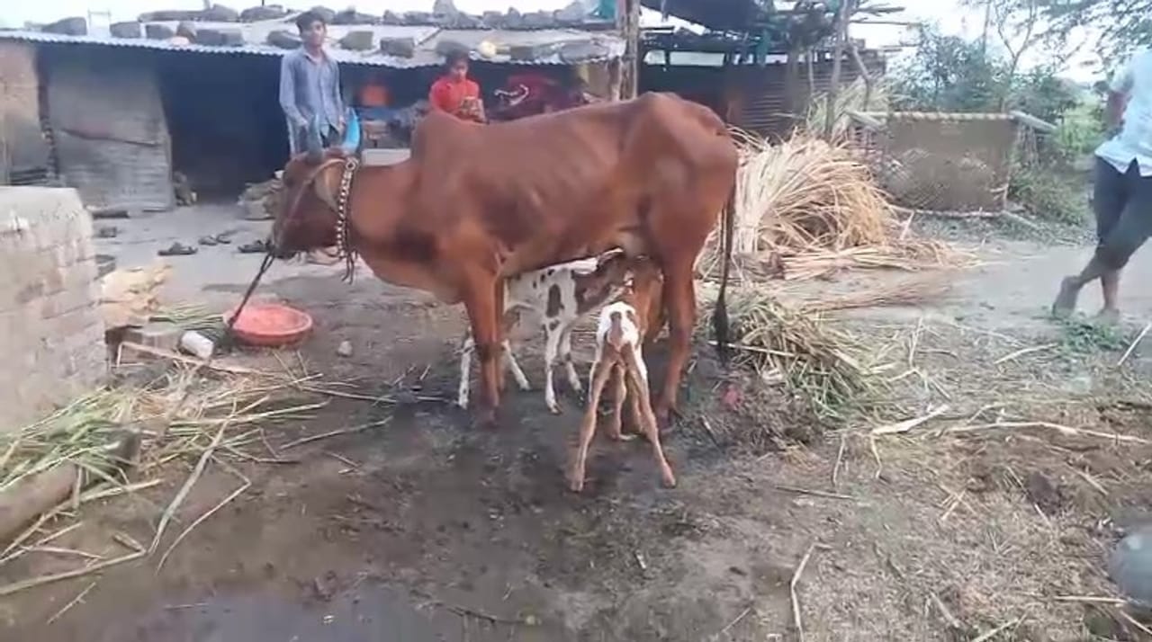 सर्वसाधारणपणे गायीला एकच वासरु जन्माला येत असते. परंतू परभणीच्या पूर्णा तालुक्यातील मुंबर येथील शेतकरी तुकाराम शिंदे या अल्पभूधारक शेतकऱ्याच्या गायीने दोन वासरांना जन्म दिल्याने कुतुहूल निर्माण झाले आहे.