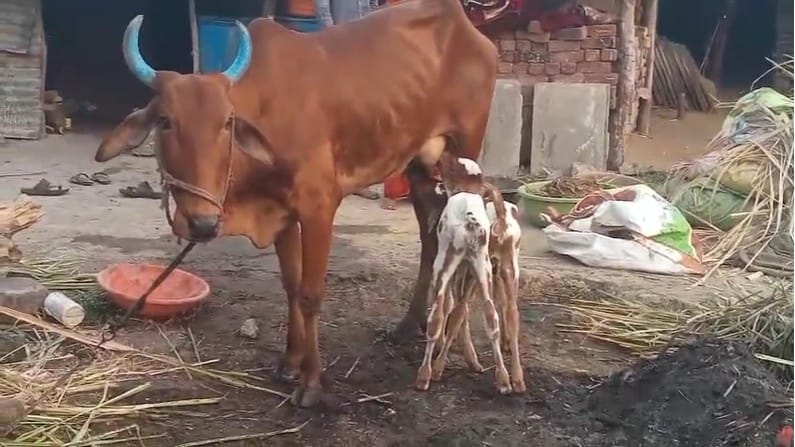 गाय केवळ एका वेळी एकच वासरु जन्माला घालीत असते. परंतू  या गावरान गाईने दोन वासरं जन्माला घातल्याने कुतूहल व्यक्त केले जात आहे. 