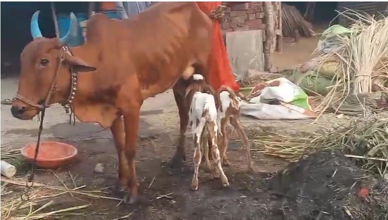  शेतकऱ्याच्या गायीने दोन वासरांना जन्म दिल्याने या अनोख्या गायीला पाहण्यासाठी दूरदूरवरुन लोक येत आहेत. या दोन्ही वासरे आणि गायीची प्रकृती उत्तम आहे. 