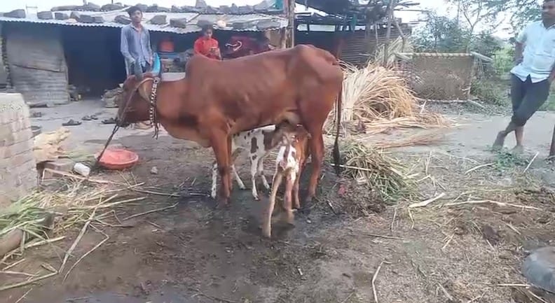  गायींना एकच वासरु येत असताना आता पूर्णा तालुक्यातील मुंबर येथील शेतकरी तुकाराम शिंदे यांच्या गायीने एकाच वेळी दोन वासरांना जन्म दिल्याने संपूर्ण पंचक्रोशीत या गायीची चर्चा सुरु आहे.