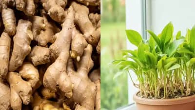 घरामधील बाल्कनीमध्ये आल्याचे रोप कसे उगवावे?