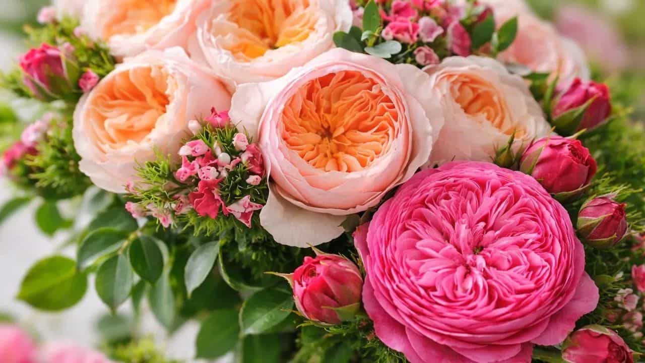 जगातील सर्वात महागडे गुलाब, किंमत इतकी त्यात येईल प्रायव्हेट जेट