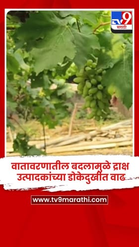 वातावरणातील बदलामुळे द्राक्ष उत्पादकांच्या डोकेदुखीत वाढ.