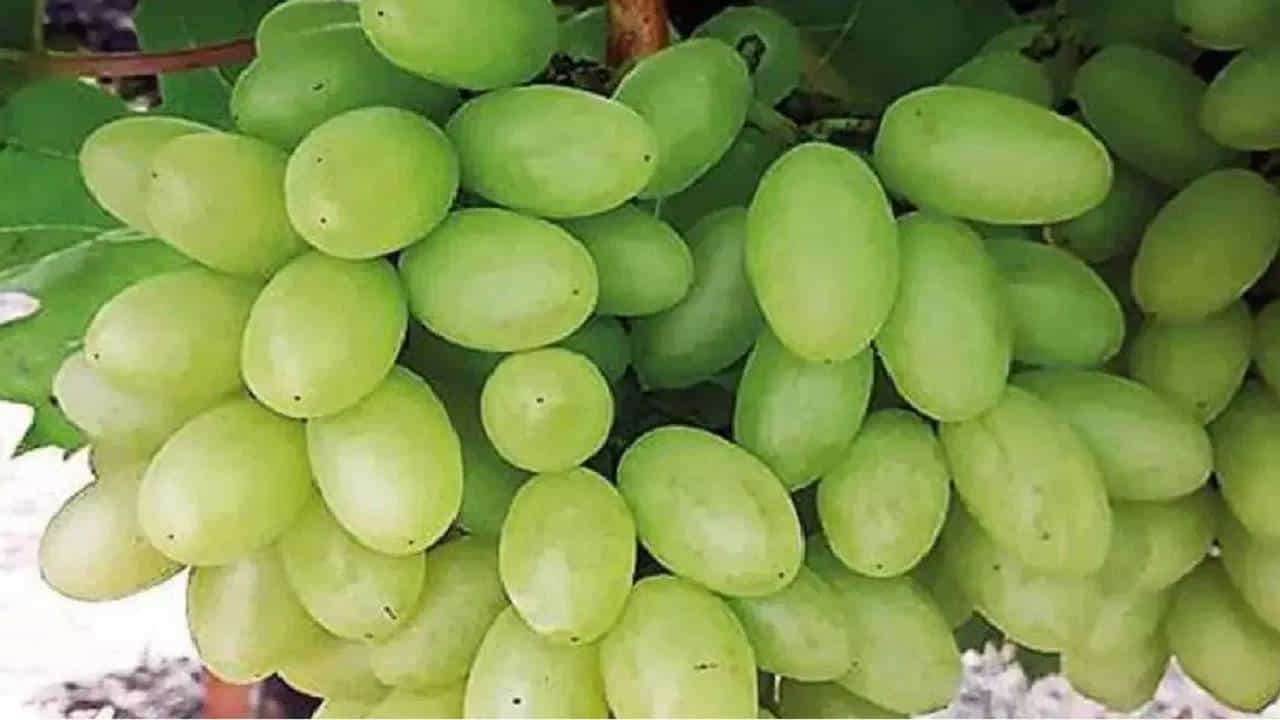 उन्हाळ्याचा हंगाम म्हटले की, बाजारात विविध प्रकारची द्राक्षे येतात. विशेष म्हणजे उन्हाळ्यात द्राक्ष खाण्याची मजाच काही वेगळी असते. अगदी स्वस्तात द्राक्ष मिळतात शिवाय चांगली ताजी.