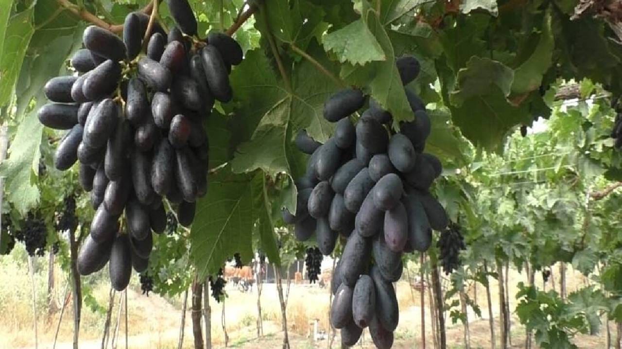 त्यानंतर कपड्याने ही द्राक्ष स्वच्छ धुवून घ्या. पाण्यामध्ये व्हिनेगर मिक्स करा आणि त्यामध्ये द्राक्ष भिजत घाला. यानेही द्राक्षावरील कीटाणूंना मारण्यास मदत होते. 