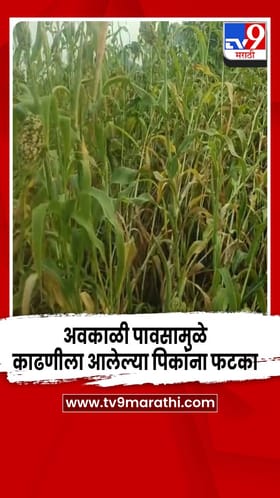 हिंगोलीत अवकाळी पाऊस; काढणीला आलेल्या पिकांना फटका