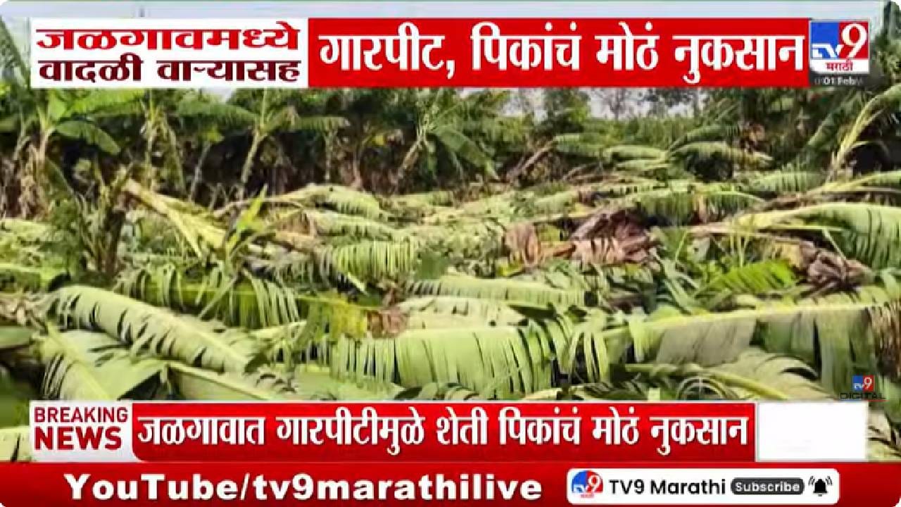 Jalgaon | केळी गेली, मका गेला, गहूही गेला... सांगा जगायचं कसं? गारपीट-वादळाचा तडाखा; शेतकरी हवालदिल Jalgaon | केळी गेली, मका गेला, गहूही गेला... सांगा जगायचं कसं? गारपीट-वादळाचा तडाखा; शेतकरी हवालदिल