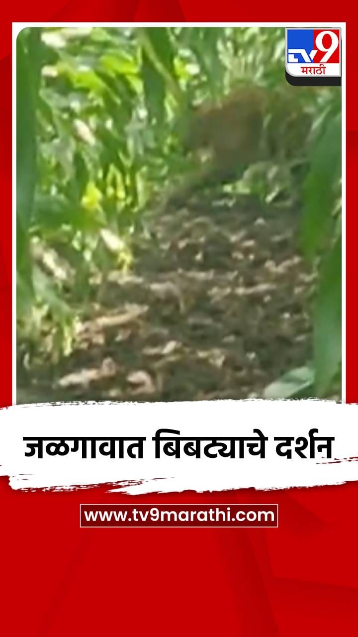 जळगावच्या चाळीसगाव तालुक्यातील बोरखेडा शिवारात बिबट्या आढळला