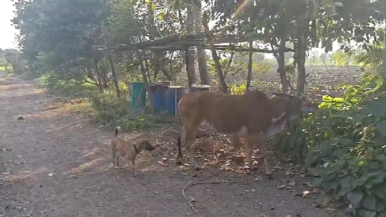 लाल्याचा शोध लागावा यासाठी नामदेव महाजन यांनी भावनिक आवाहन करणारा संदेश परिसरातील सर्व व्हॉट्सअॅप ग्रुप्सवर शेअर केला आहे. 