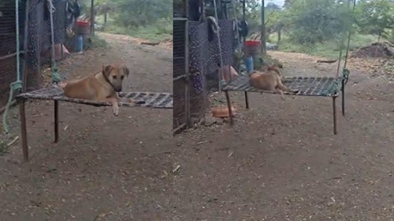 अनेक ठिकाणी शोध घेऊनही लाल्या सापडला नाही. कोणी तरी त्याला चोरून नेले असावे अशी भीती महाजन यांनी व्यक्त केली आहे. लाल्या हा केवळ पाळीव श्वान नव्हता तर तो महाजन कुटुंबाचा अविभाज्य भाग होता. घरातील प्रत्येकाच्या जीवनात त्याचं वेगळंच स्थान होतं.