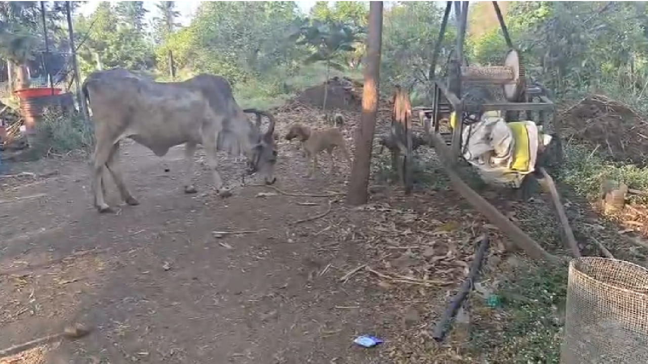 लाडक्या श्वानावर असलेल्या अपार प्रेमापोटी नामदेव महाजन यांनी लाल्याचा शोध घेऊन सुरक्षित परत आणणाऱ्यास तब्बल 51 हजार रुपयांचे बक्षीस जाहीर केले आहे. हे बक्षीस केवळ आर्थिक नाही तर माणूस–प्राणी नात्यातील प्रेम, आपुलकी आणि संवेदनशीलतेचं प्रतीक ठरत आहे.