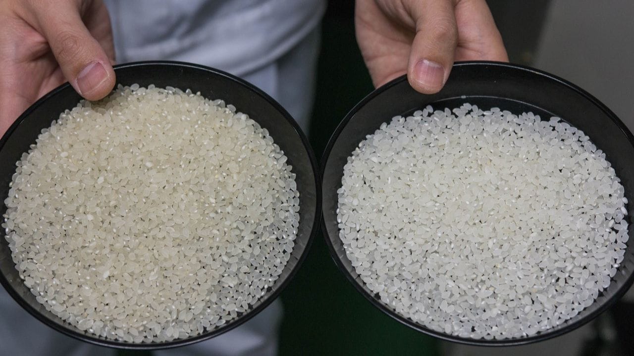 japanese-kinmemai-rice-4 (1)