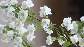 फेब्रुवारी महिन्यात मोगऱ्याच्या रोपाला कोणते खत द्यावे? जाणून घ्या.