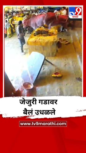 जेजुरी गडावर बैलं उधळले, भविकांची धावपळ, Video.