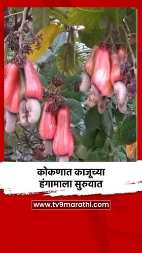 कोकणात काजूच्या हंगामाला सुरुवात.