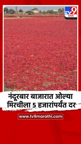 नंदूरबार बाजारात ओल्या मिरचीला 5 हजारांपर्यंत दर.