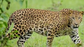 बिबट्याला सर्वात जास्त कोणत्या प्राण्याचं मांस आवडतं?.