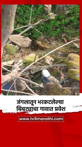 जंगलातून भरकटलेल्या बिबट्याचा गावात प्रवेश