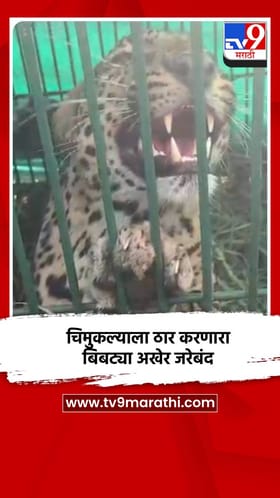 चिमुकल्याला ठार करणारा बिबट्या अखेर जरेबंद.