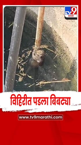 जालना - विहिरीत पडलेल्या बिबट्याला वनविभागाकडून जीवदान.